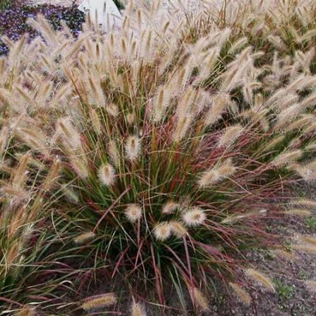 Pennisetum alopecuroides Prairie Winds® 'Desert Plains' - Fountain Grass from Maple Lane Nursery