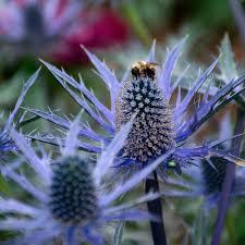 Eryngium zabellii 'Big Blue' - Sea Holly from Maple Lane Nursery