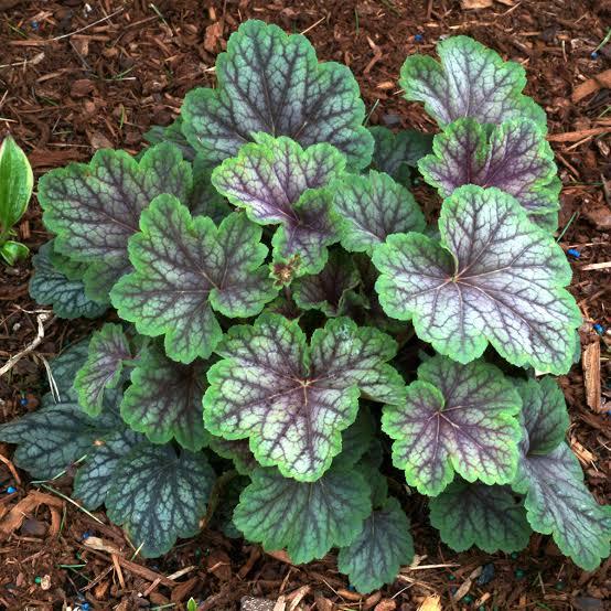 Heuchera americana 'Green Spice' - Coral Bells from Maple Lane Nursery