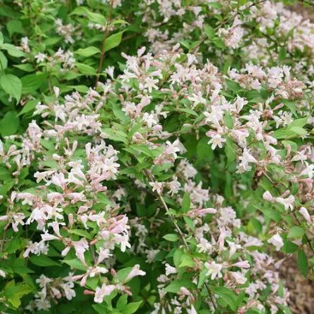 Kolkwitzia amabilis 'Jolene Jolene®' - Beauty Bush from Maple Lane Nursery