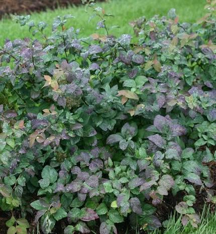 Spiraea media Double Play® 'Blue Kazoo®' - Spirea from Maple Lane Nursery