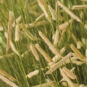 Bouteloua gracilis 'Blonde Ambition' - Blue Grama Grass from Maple Lane Nursery