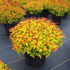 Spiraea japonica 'Magic Carpet' - Spirea from Maple Lane Nursery