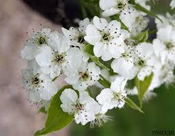 Pyrus calleryana 'Trinity' - Callery Pear from Maple Lane Nursery
