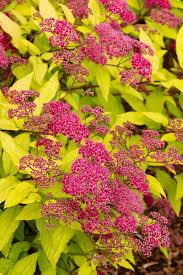 Spiraea x bumalda 'Goldflame' - Spirea from Maple Lane Nursery