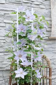 Clematis Boulevard® Tranquilite™ - Clematis from Maple Lane Nursery