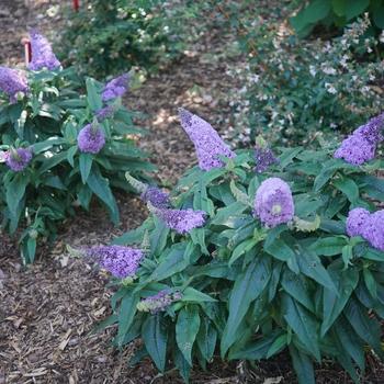 Buddleia Pugster® 'Amethyst' - Butterfly Bush from Maple Lane Nursery