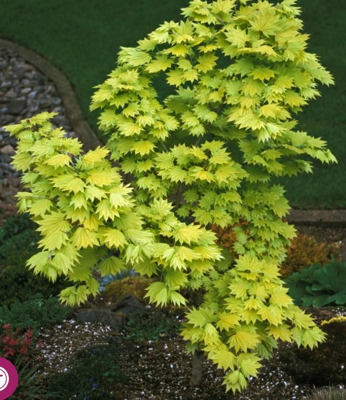 Acer shirasawanum 'Aureum' - Fullmoon Maple from Maple Lane Nursery