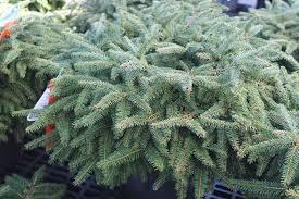 Picea abies 'Elegans' - Dwarf Norway Spruce from Maple Lane Nursery