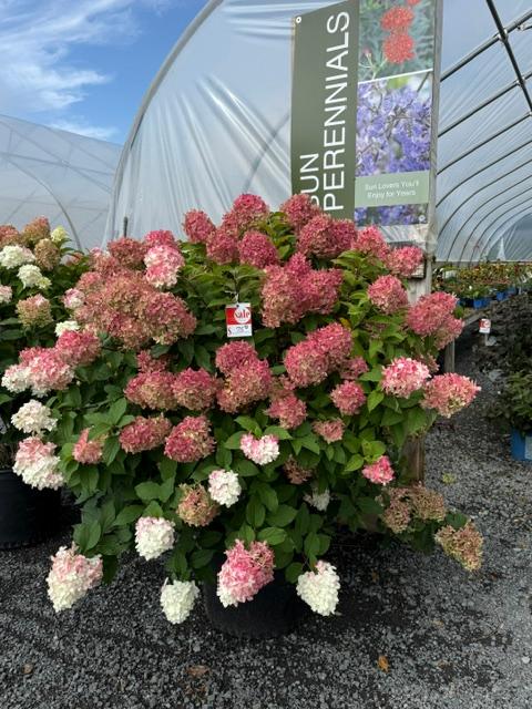 Hydrangea paniculata 'Quick Fire Fab®' - Panicle Hydrangea from Maple Lane Nursery