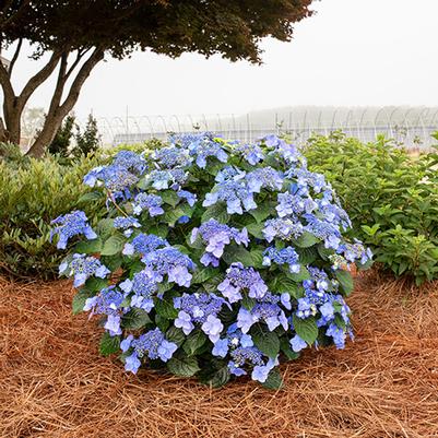 Hydrangea macrophylla Pop Star®