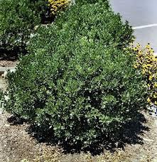 Ilex glabra Compacta