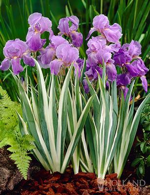 Iris pallida Variegata