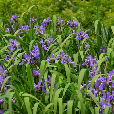Iris versicolor Purple Flame