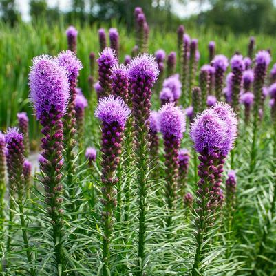 Liatris spicata Kobold