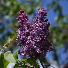 Syringa x hyacinthiflora Royal Purple