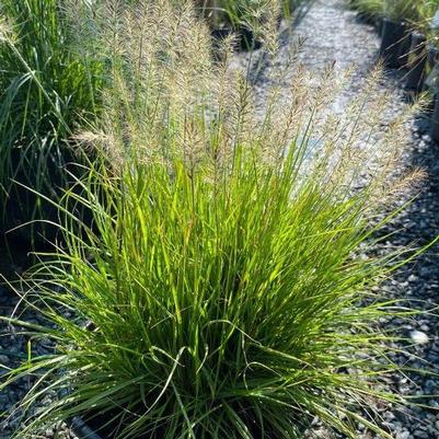 GR-Pennisetum Lumen Gold 