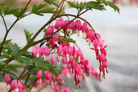 Dicentra spectabilis 
