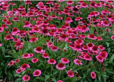 Echinacea Delicious Candy