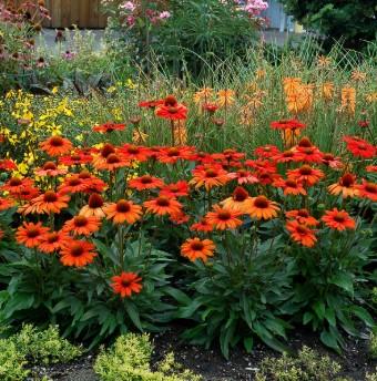 Echinacea Kismet® Intense Orange