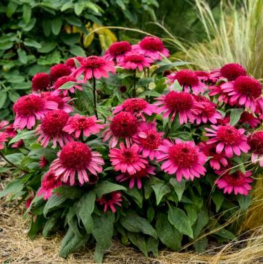 Echinacea Kismet® Raspberry