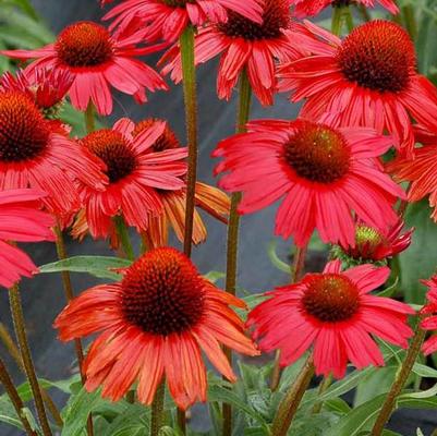 Echinacea Kismet® Red