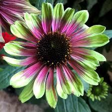 Echinacea Kismet™ Sweet Sandia