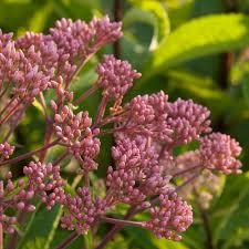 Eupatorium dubium Baby Joe