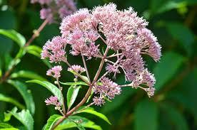 Eutrochium fistulosum 