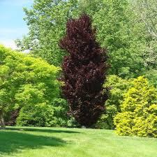 Fagus sylvatica Dawyck Purple