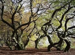 Fagus sylvatica Tortuosa