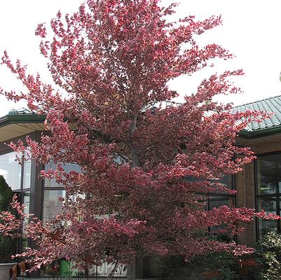 Fagus sylvatica Roseomarginata