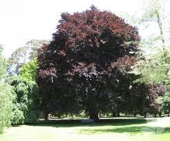 Fagus sylvatica Purpurea (Atropurpurea)