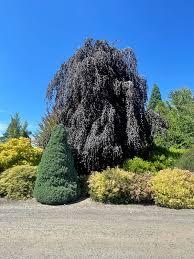 Fagus sylvatica Purpurea Pendula