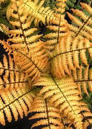 Dryopteris wallichiana Jurassic Gold