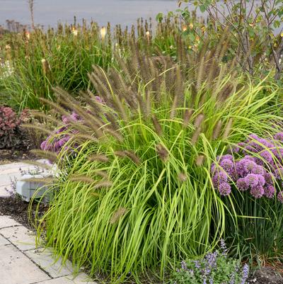 GR-Pennisetum a. Lemon Squeeze 