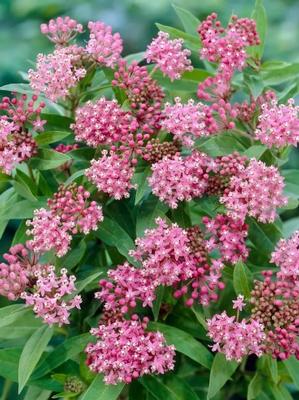 Asclepias incarnata Soulmate