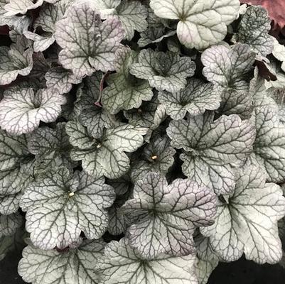 Heuchera Smoke and Mirrors