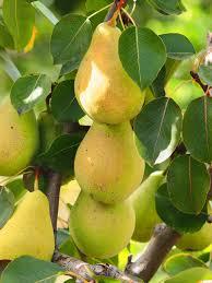 Pyrus communis Kieffer