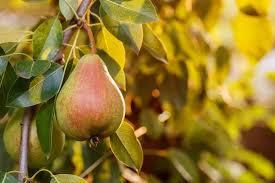 Pyrus communis Moonglow