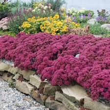 Sedum Sunsparkler® Dazzleberry