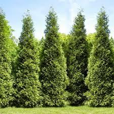 Thuja Junior Giant