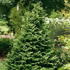Chamaecyparis pisifera Soft Serve® Gold