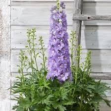 Delphinium Delgenius™ Shelby