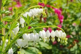 Dicentra spectabilis Alba