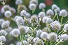 Eryngium yuccifolium 