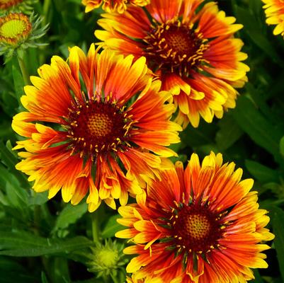 Gaillardia SpinTop™ Mariachi Copper Sun