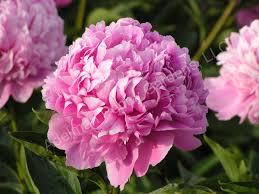 Paeonia lactiflora Monsieur Jules Elie