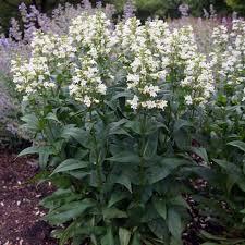Penstemon digitalis 