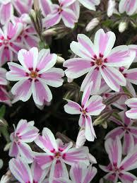 Phlox subulata Candy Stripe